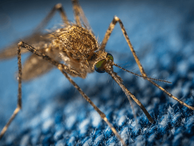 About ShieldoVex Home Inspection - pest control experts in Corona
